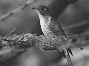Eyes to the Sky - Spots for Klaas’s Cuckoo Sightings in Tanzania