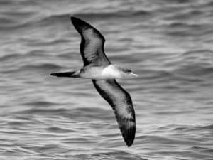 Feathers and Facts - The Fascinating World of Tanzania's Wedge-Tailed Shearwaters!