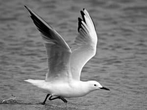 Feathers of Prosperity - How Tanzania's Slender-Billed Gulls Shape Coastal Economies!