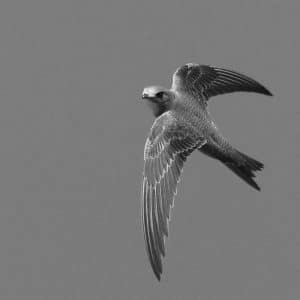 Feathers of the Heights - The Striking Physical Characteristics of the Alpine Swift!