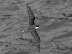 Flight Across Horizons - Tracing the Migration Routes of Tanzania's Bridled Terns!