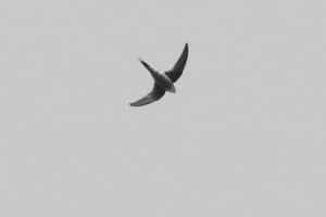 Flight of the Elusive - The Rare Sightings of Tanzania's Scarce Swift!