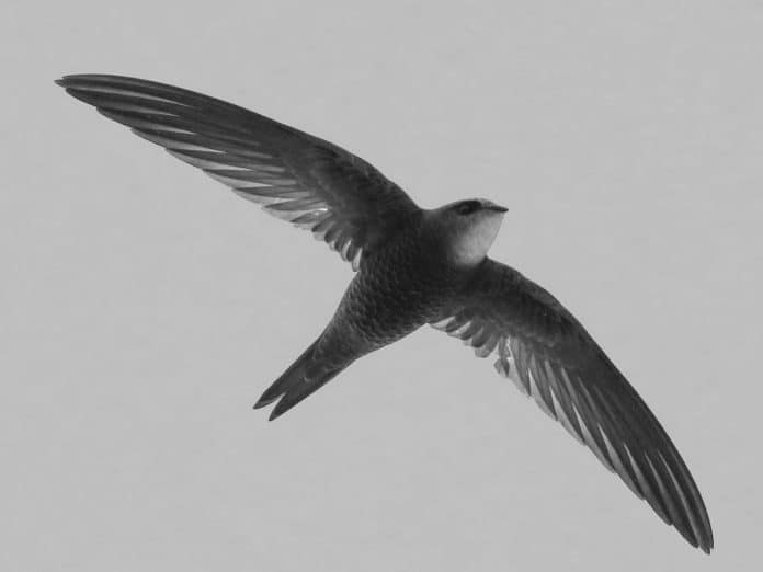 Forbes-Watson’s Swift in Tanzania - Tracing the Swift with Tanzanian Connections