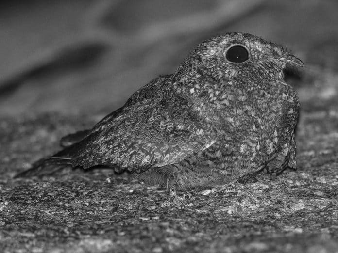 Freckled Nightjar in Tanzania - A Nocturnal Beauty Amidst the Wild Landscapes