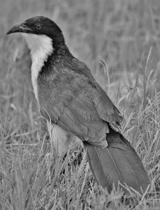From Beak to Branch - Understanding the Culinary Choices of Tanzania's Coppery-Tailed Coucal