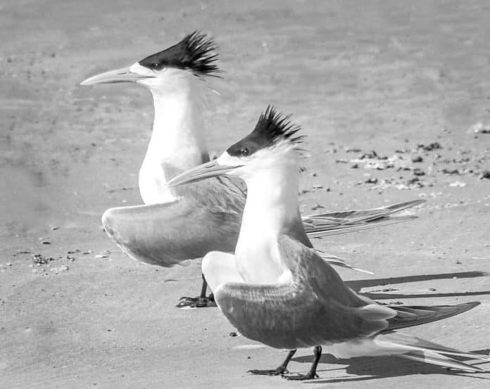 Great Crested Tern - Coastal Delight Along Tanzania’s Eastern Waters