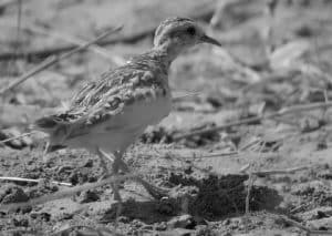 Guardians at Risk - Conservation Challenges Facing Quail-Plovers