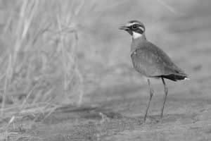 Guardians of the Dusk - Conservation Endeavors Safeguarding Tanzania's Bronze-Winged Courser