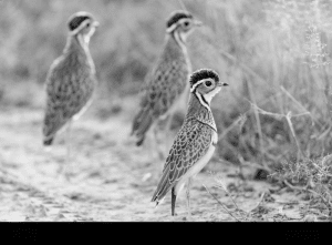 Guardians of the Sands - Addressing Threats and Conservation Initiatives for Tanzania's Three-Banded Courser