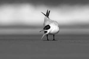 Guardians of the Shore - Tanzania's Quest to Preserve the Majesty of Caspian Terns!