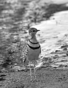 Guided Tours and Expert Guides for Double-banded Courser Sightings in Tanzania