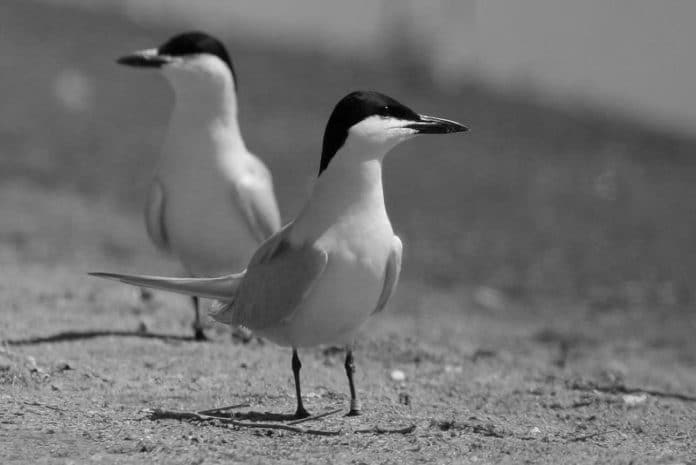 Gull-Billed Tern in Tanzania - Wetland Marvels Along the African Coast