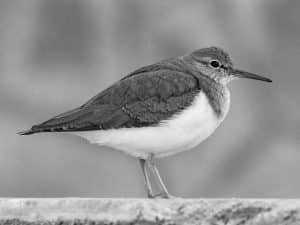 Hidden Charms - The Fascinating Facts about the Common Sandpiper
