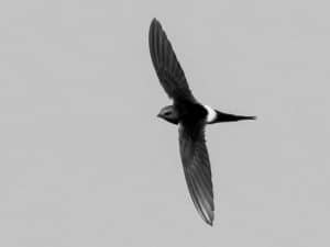 High-Flying Residents - Mapping the Habitat and Range of Tanzania's White-Rumped Swift!