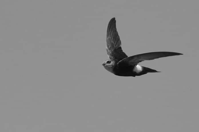 Horus Swift in Tanzania - Regal Flyers of the Tanzanian Sky – A Birding Journey