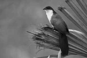 How Ecotourism Safeguards Tanzania's White-Browed Coucal and Its Home