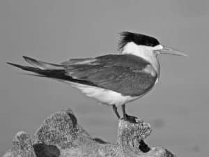 How Tanzania's Ecotourism Initiatives Shield the Great Crested Terns' Realm!