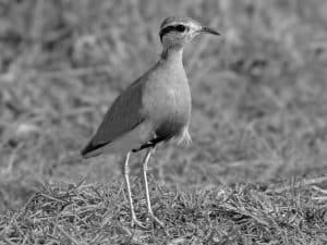 In the Footsteps of the Temminck’s Courser - Unraveling Habitat and Behavior