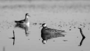 Join the Flock - How Citizen Science Powers Red Phalarope Conservation in Tanzania