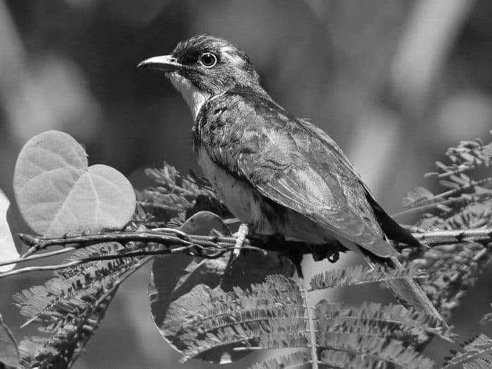 Klaas’s Cuckoo in Tanzania - Mimicry, Migratory Patterns, and Habitat Insights