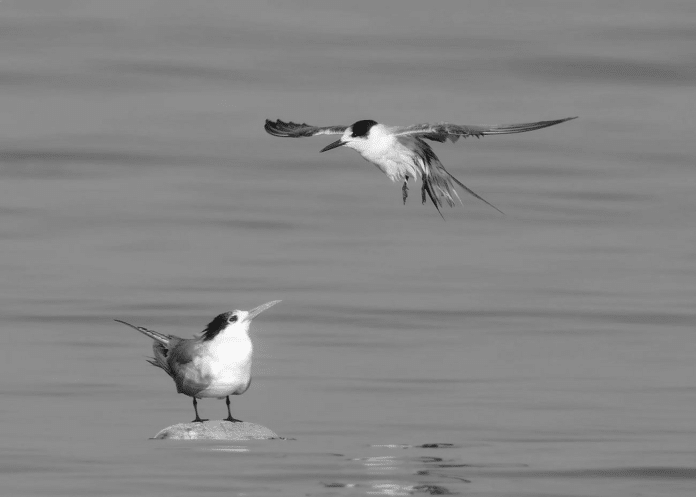 Lesser Crested Tern’s - Tanzanian Sojourn Coastal Beauty in East Africa