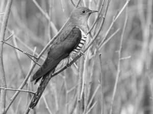 Lesser Cuckoo Habitat Tales from Tanzania