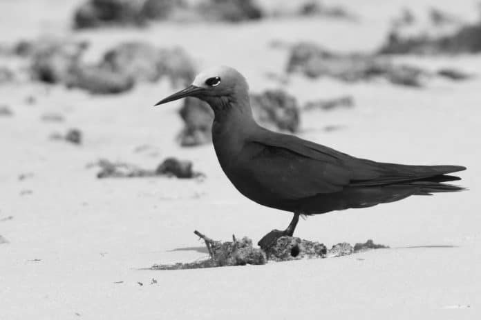 Lesser Noddy in Tanzania - A Closer Look at the Unique Characteristics and Conservation Efforts Surrounding this Remarkable Avian Species