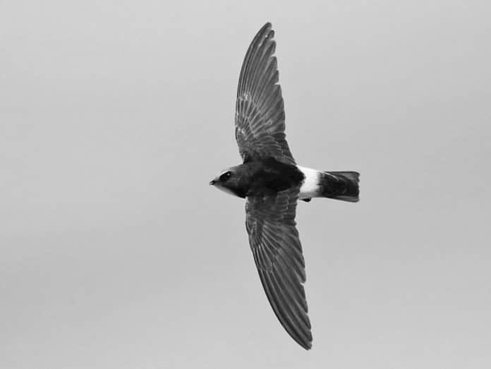 Little Swift in Tanzania - Tiny Birds, Big Presence – Birdwatcher’s Guide