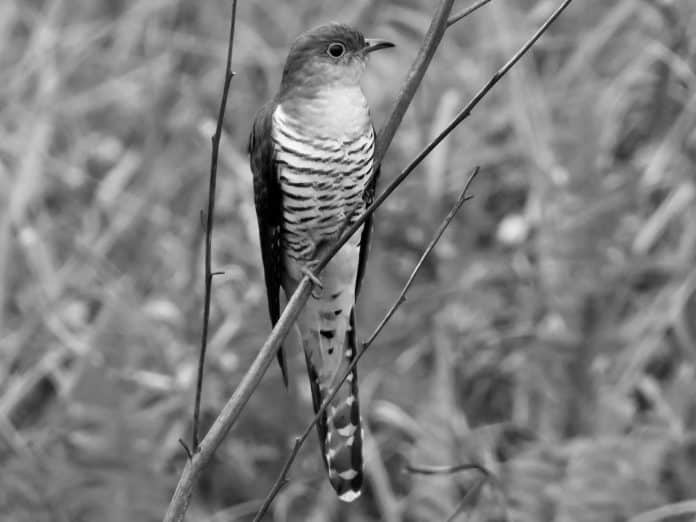 Madagascar Cuckoo in Tanzania - A Rare Sight for Birders in Tanzanian Forests