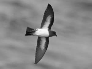 Marvels of the Tide - Reflecting on Tanzania's Coastal Jewel, the White-Bellied Storm-Petrel!