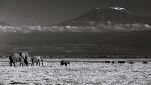Mount Kilimanjaro view