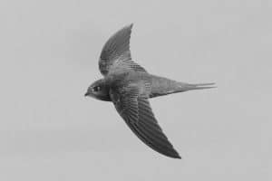 Navigating Habitat and Migration Routes of Tanzania's Common Swift!