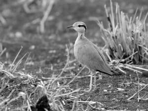 Navigating the Wilderness - Challenges in Studying the Elusive Temminck’s Courser