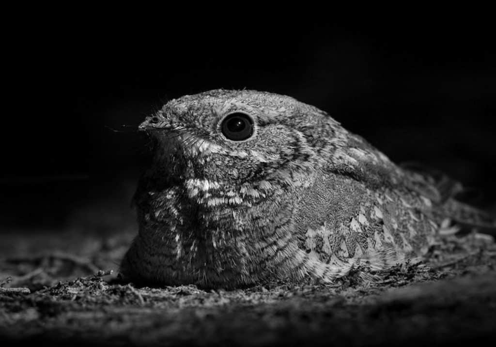 Nubian Nightjar in Tanzania: Unraveling the Enigma of Tanzanian ...