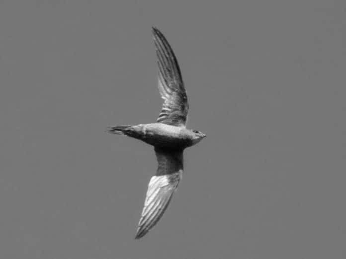 Nyanza Swift in Tanzania - Exploring the Unique Swifts of Tanzanian Wetlands