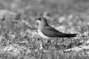 On the Edge - The Challenges and Threats to Tanzania's Collared Pratincole Population