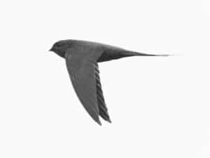 Palm-Swift Peculiarities - Fascinating Facts About Tanzania's African Palm-Swift!