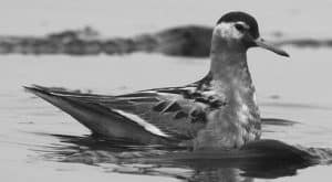 Picture Perfect - Mastering Red Phalarope Photography in Tanzania