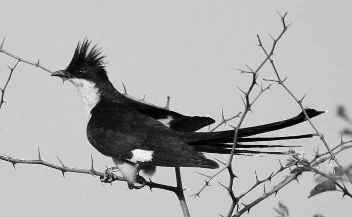 Pied Cuckoo in Tanzania - A Monochrome Marvel of Nature Worth Discovering