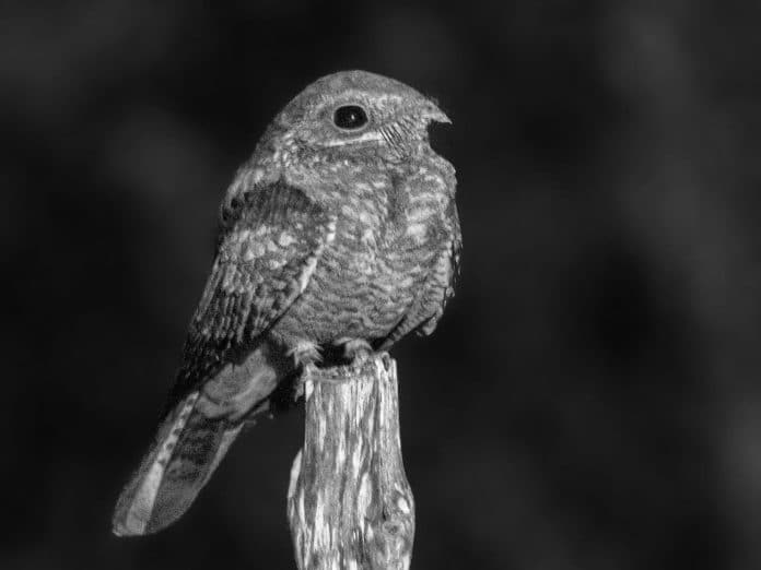 Plain Nightjar in Tanzania - Observing the Camouflage Experts of the Night Skies