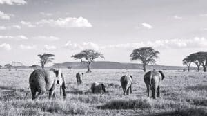 Serengeti National Park