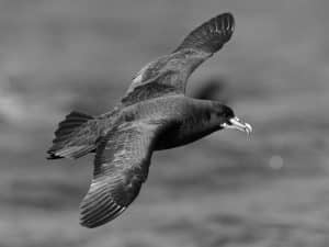 Preserving the Deep - Tanzania's Call to Safeguard the Vital Habitat of White-Chinned Petrels!