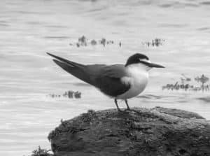 Preserving the Majesty - Tanzania's Commitment to Safeguarding the Graceful Bridled Terns!