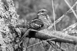 Pro Tips for Spotting and Photographing the Elusive Eurasian Nightjar!