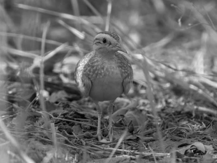 Quail-Plovers in Tanzania - Masters of Disguise in the Vast Savannahs