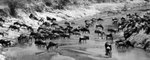 Great Migration in the Serengeti