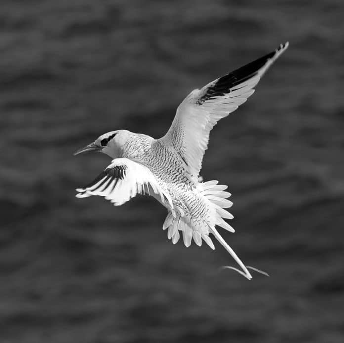 Red-Billed Tropicbird - Aerial Marvels Above the Tanzanian Waters