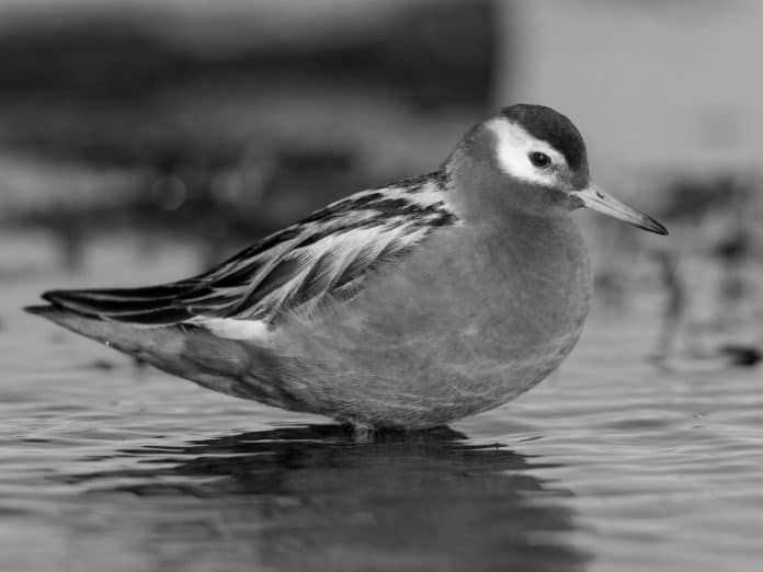Red Phalarope in Tanzania - A Rare Phenomenon on the African Continent