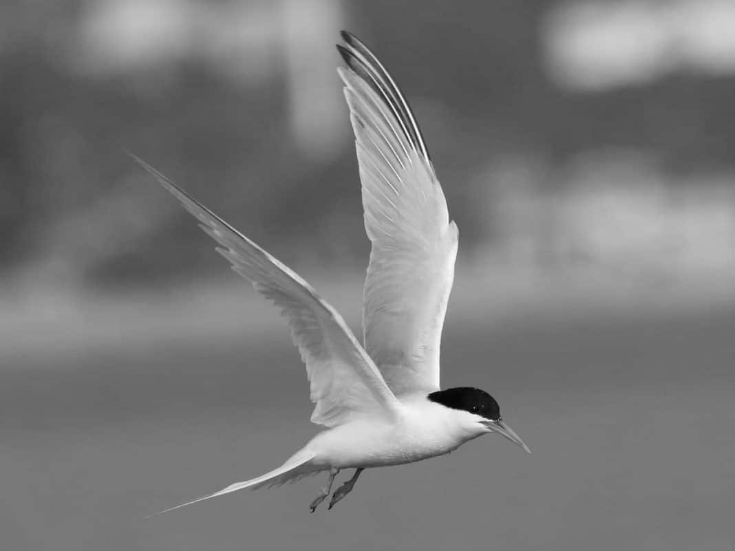 Roseate Tern's Tanzanian Adventure: Coastal Romance in East Africa ...