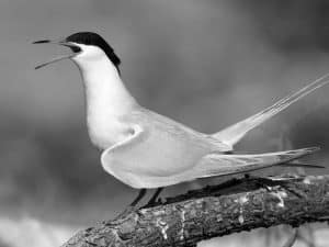 Roses in the Waves- Navigating Tanzania's Efforts to Protect the Delicate Roseate Terns!